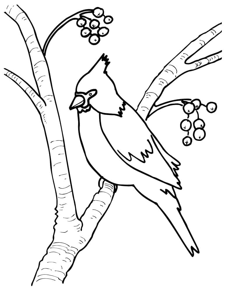 Cardinal in the Tree coloring page