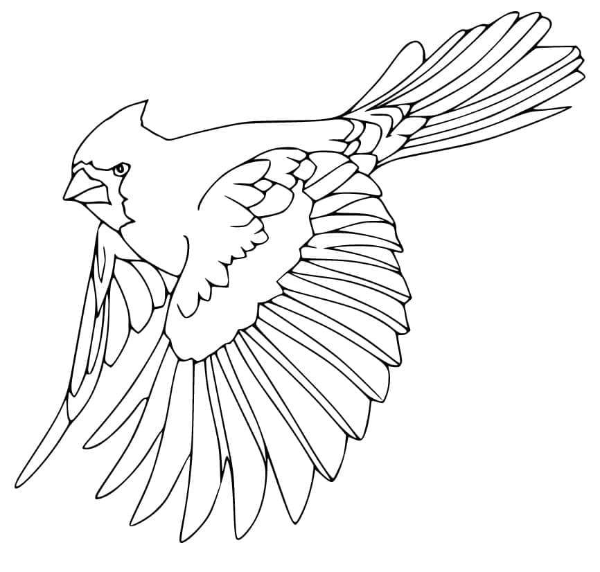 Cardinal is Flying coloring page