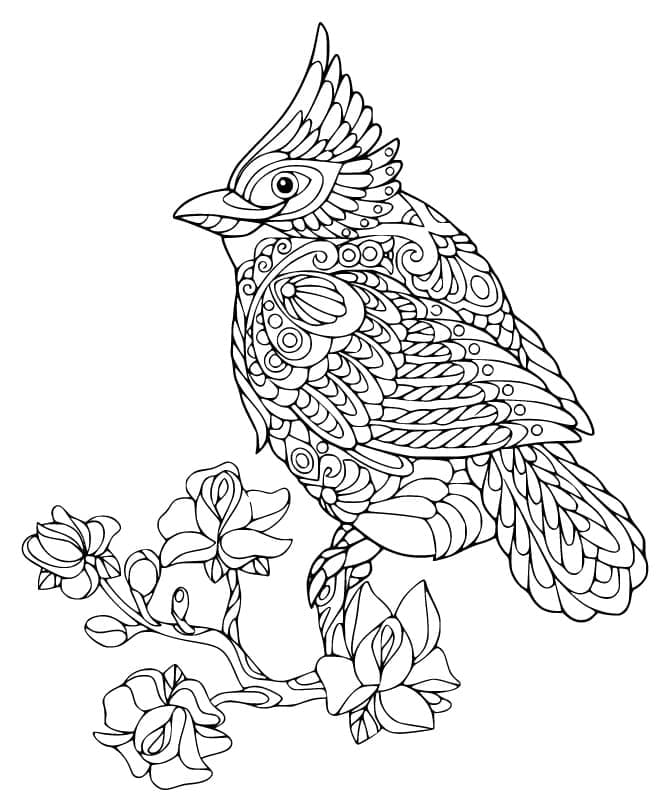 Cardinal Zentangle coloring page