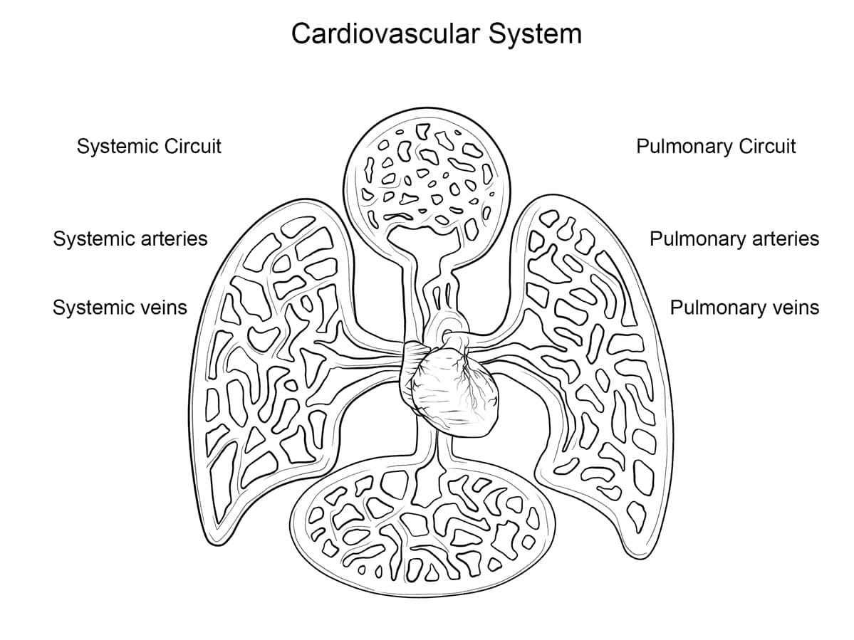 Cardiovascular System Anatomy