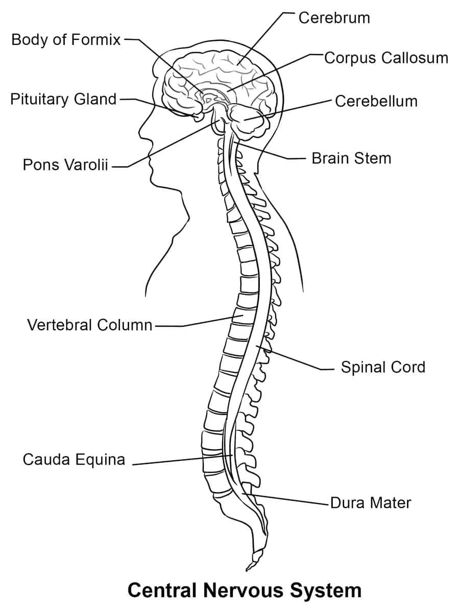 Central Nervous System Anatomy coloring page