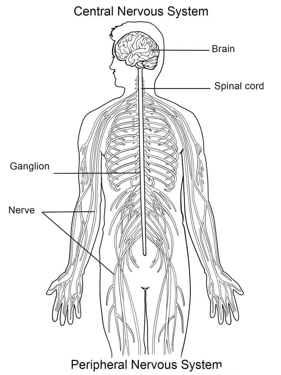 Central Nervous System