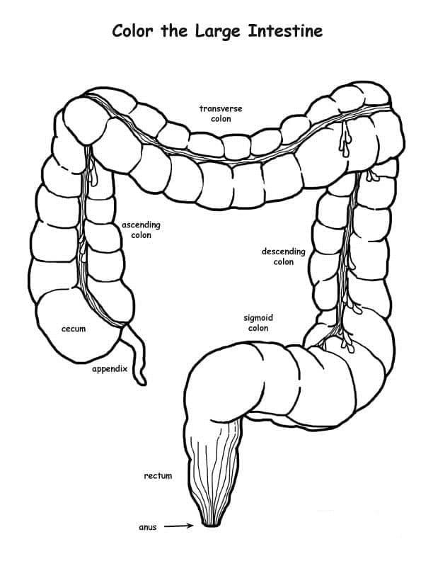 Colon Anatomy