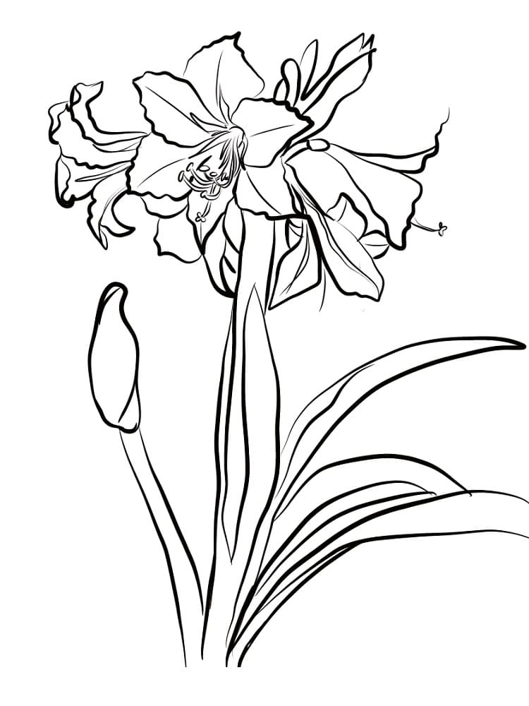 Drawing of Amaryllis