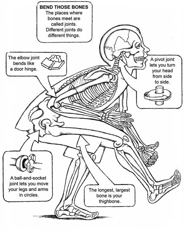 Drawing of Human Anatomy coloring page