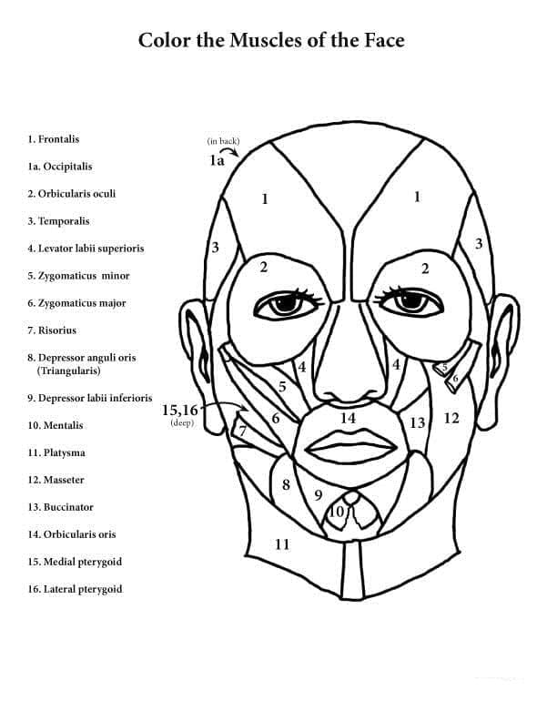 Face Muscles Anatomy