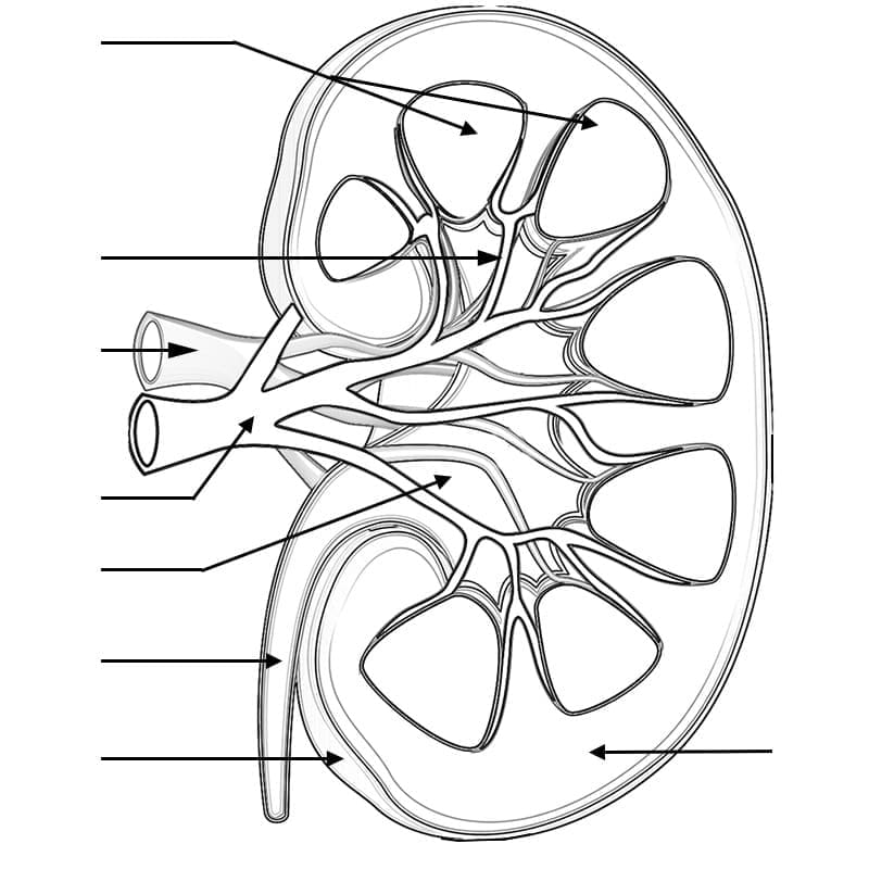 Free Anatomy coloring page