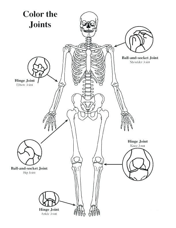 Free Human Anatomy coloring page