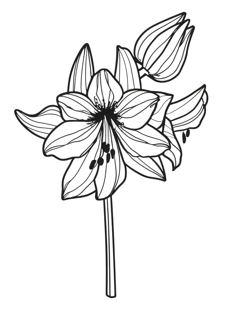 Free Printable Amaryllis