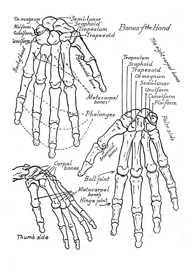 Hand Anatomy coloring page