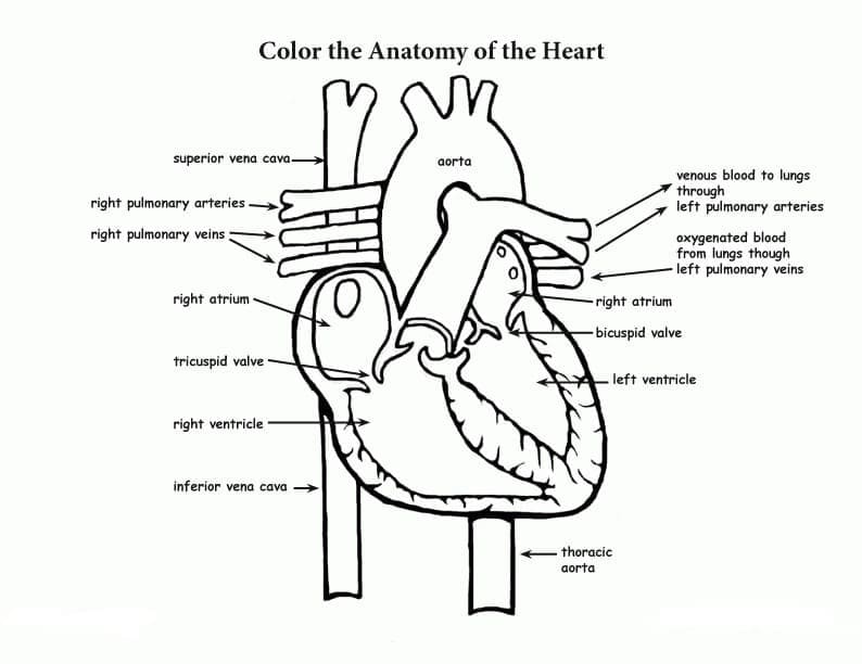 Heart Anatomy