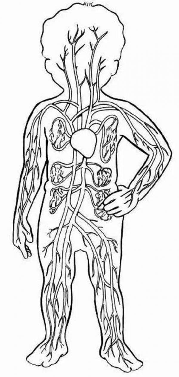 Human Anatomy coloring page