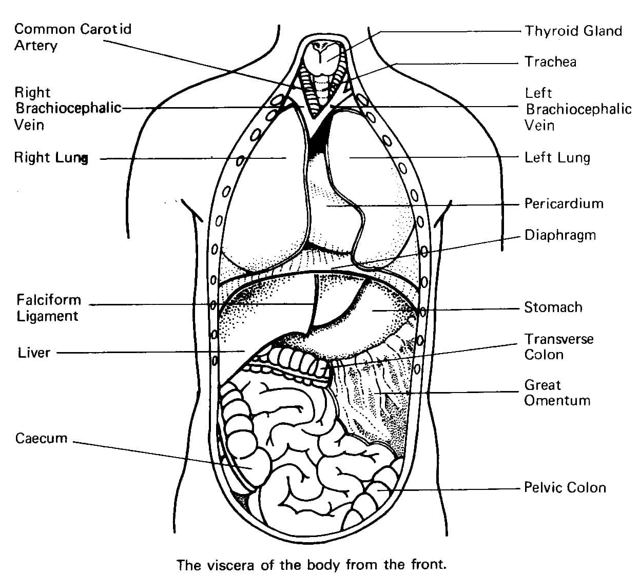 Human Body Anatomy coloring page