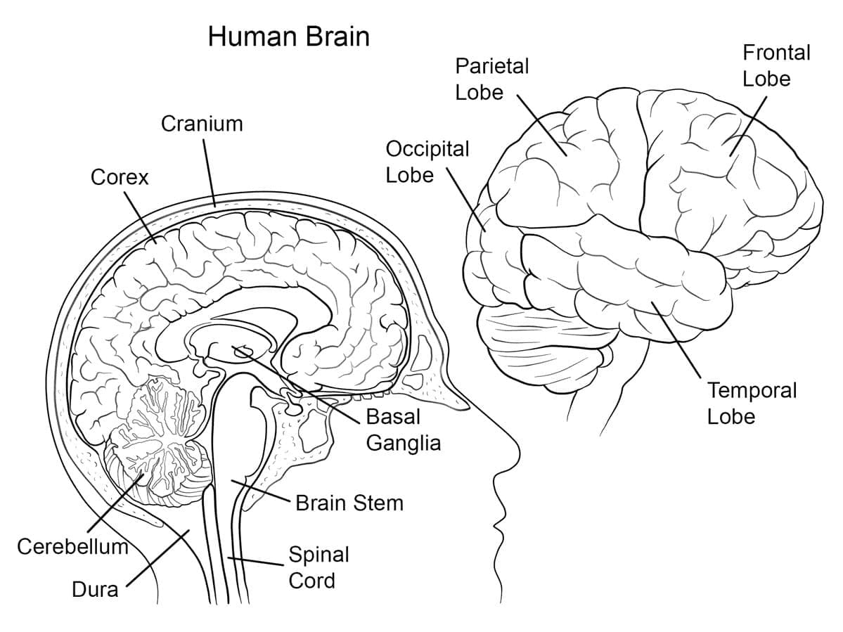 Human Brain Anatomy coloring page