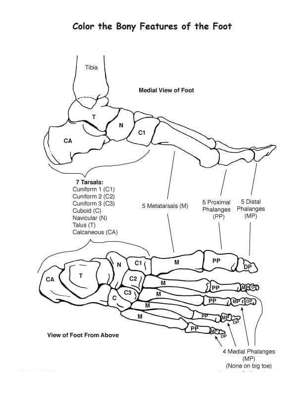 Human Foot Anatomy