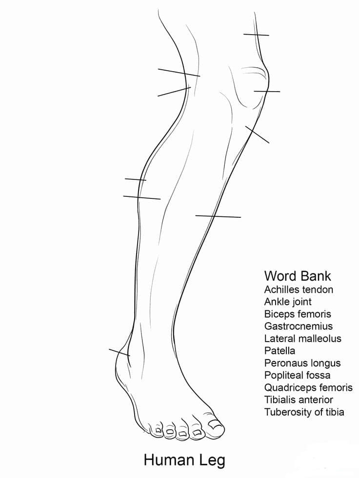 Human Leg Anatomy coloring page