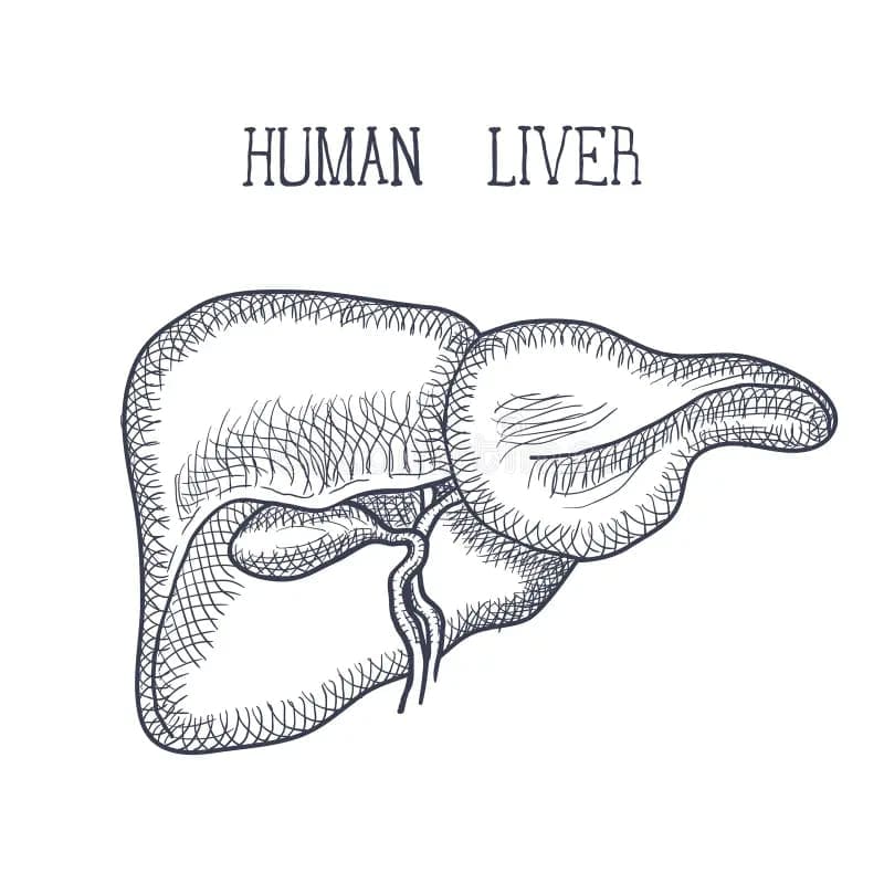 Human Liver Anatomy coloring page