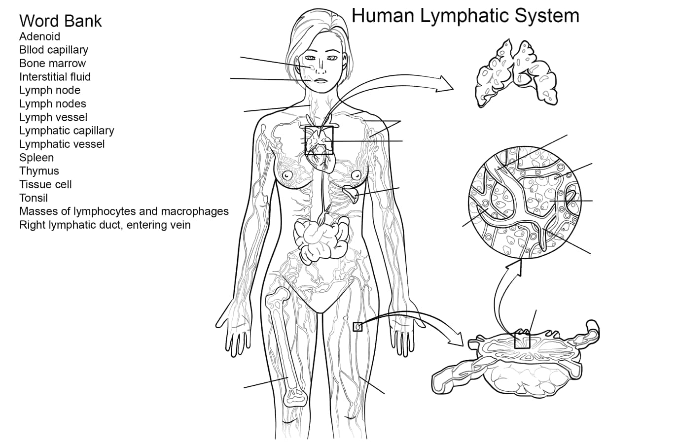 Human Lymphatic System coloring page