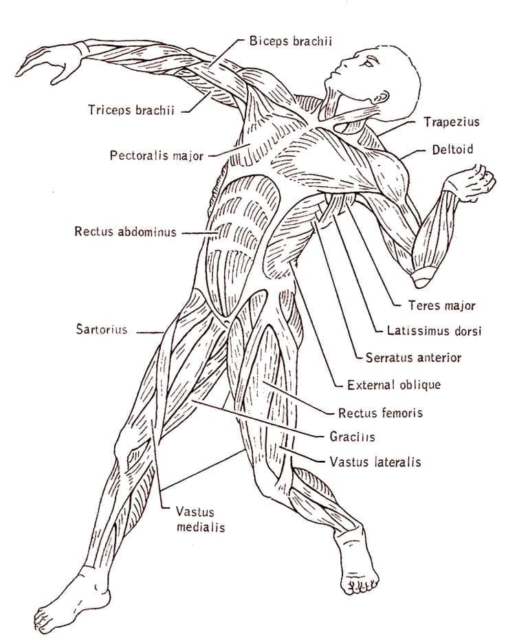 Human Muscles coloring page