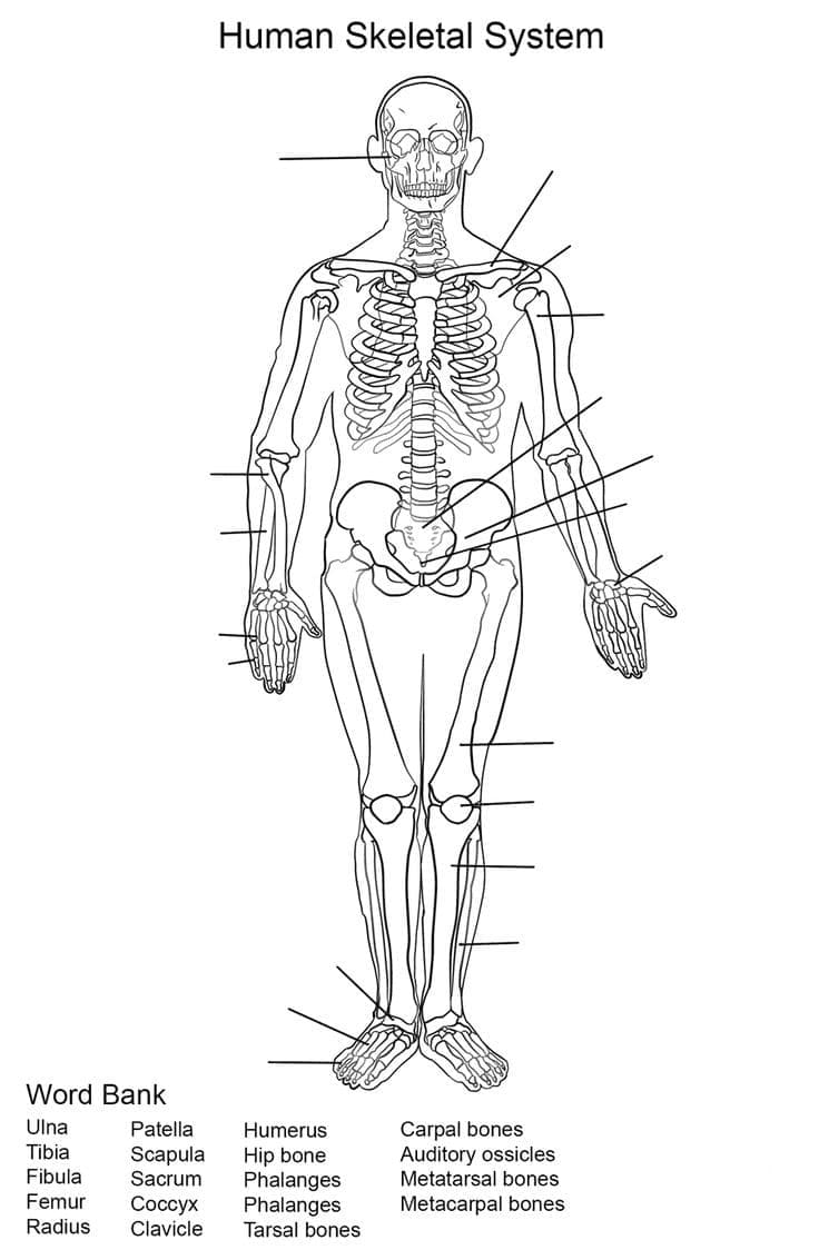 Human Skeletal System Anatomy coloring page