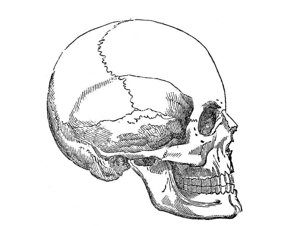 Human Skull Anatomy coloring page