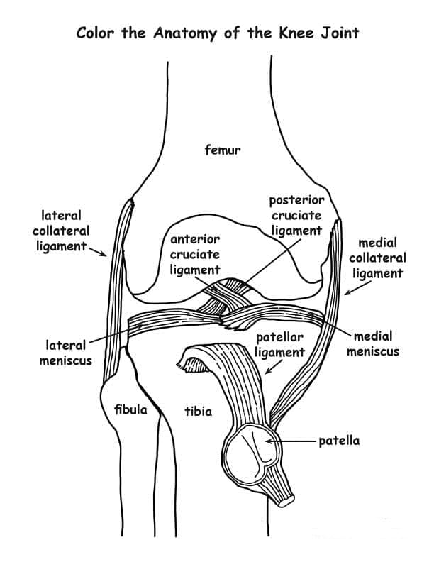 Knee Joint Anatomy