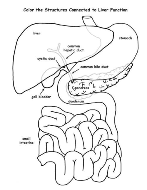 Liver Anatomy coloring page