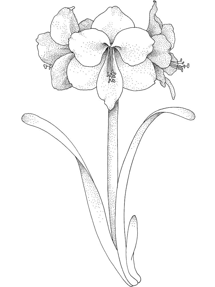 Lovely Amaryllis coloring page