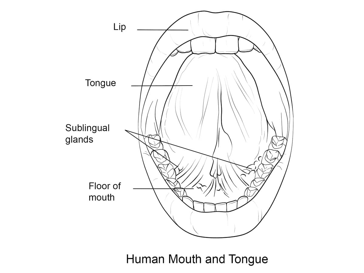 Mouth and Tongue Anatomy coloring page