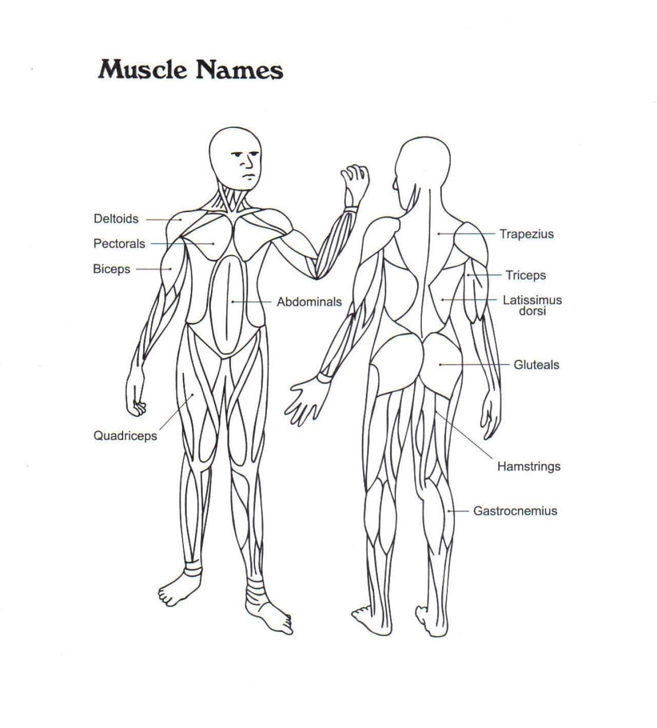 Muscle Anatomy coloring page