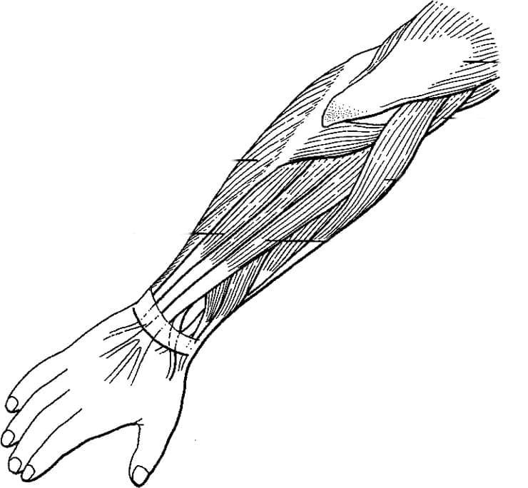 Muscles Anatomy coloring page