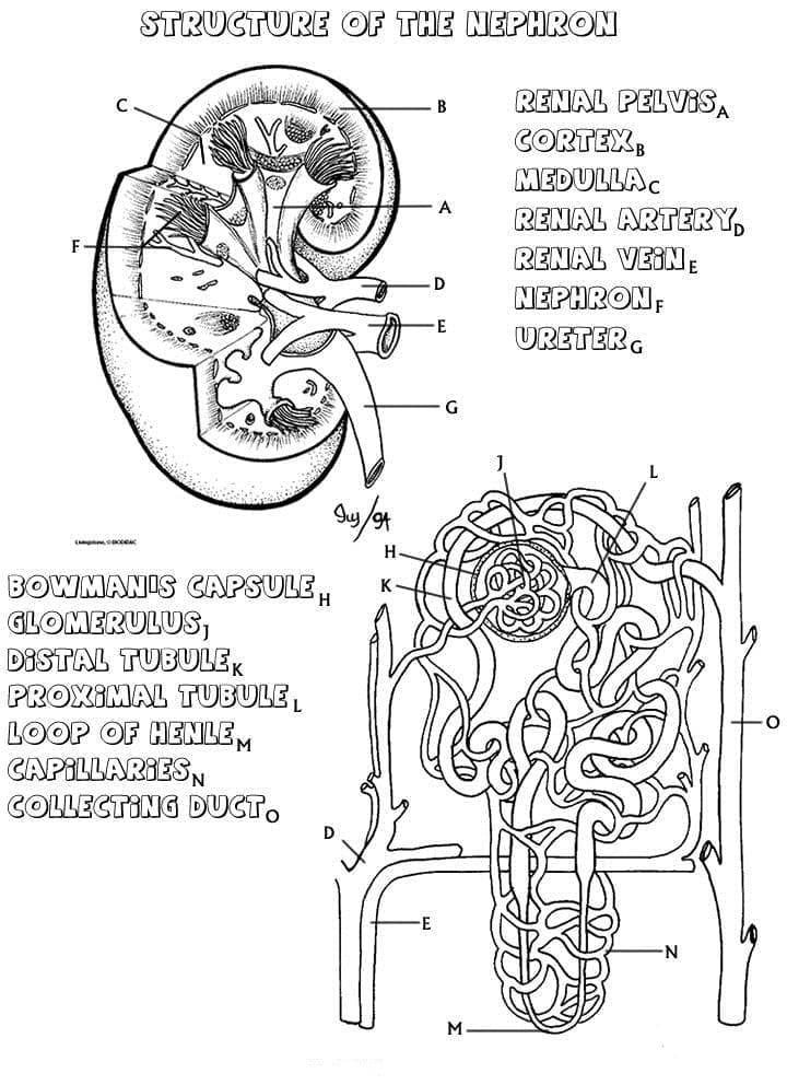 Nephron Anatomy coloring page