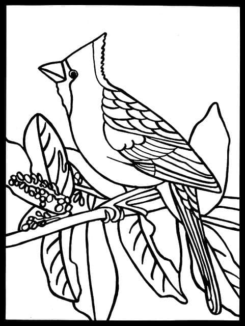 Normal Cardinal Bird coloring page