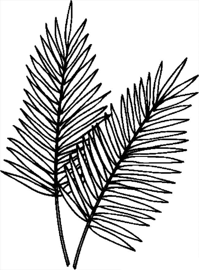 Palm Sunday Palm Leaf