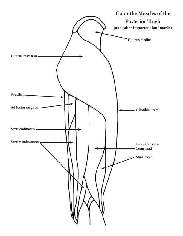 Posterior Thigh Anatomy