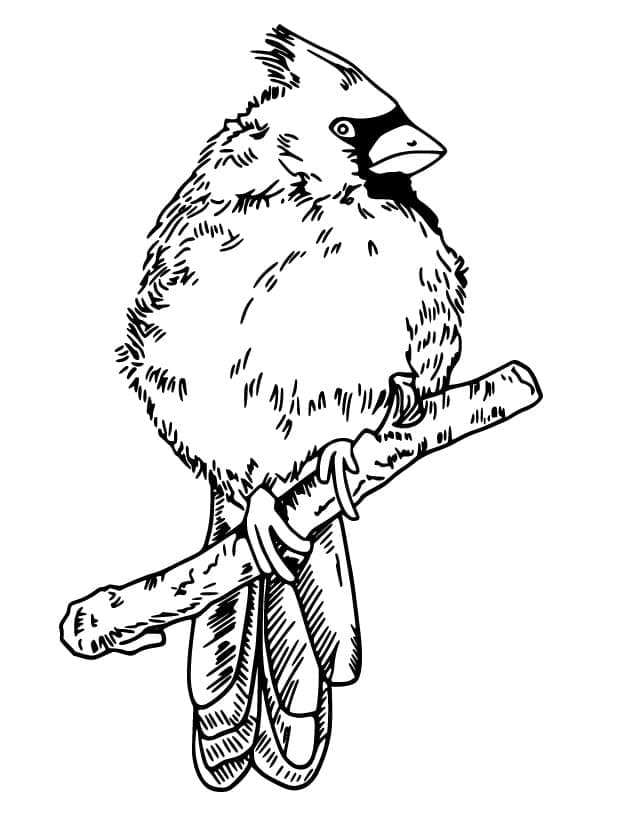 Print Cardinal coloring page