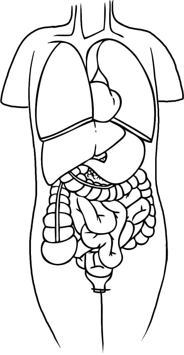 Printable Anatomy coloring page