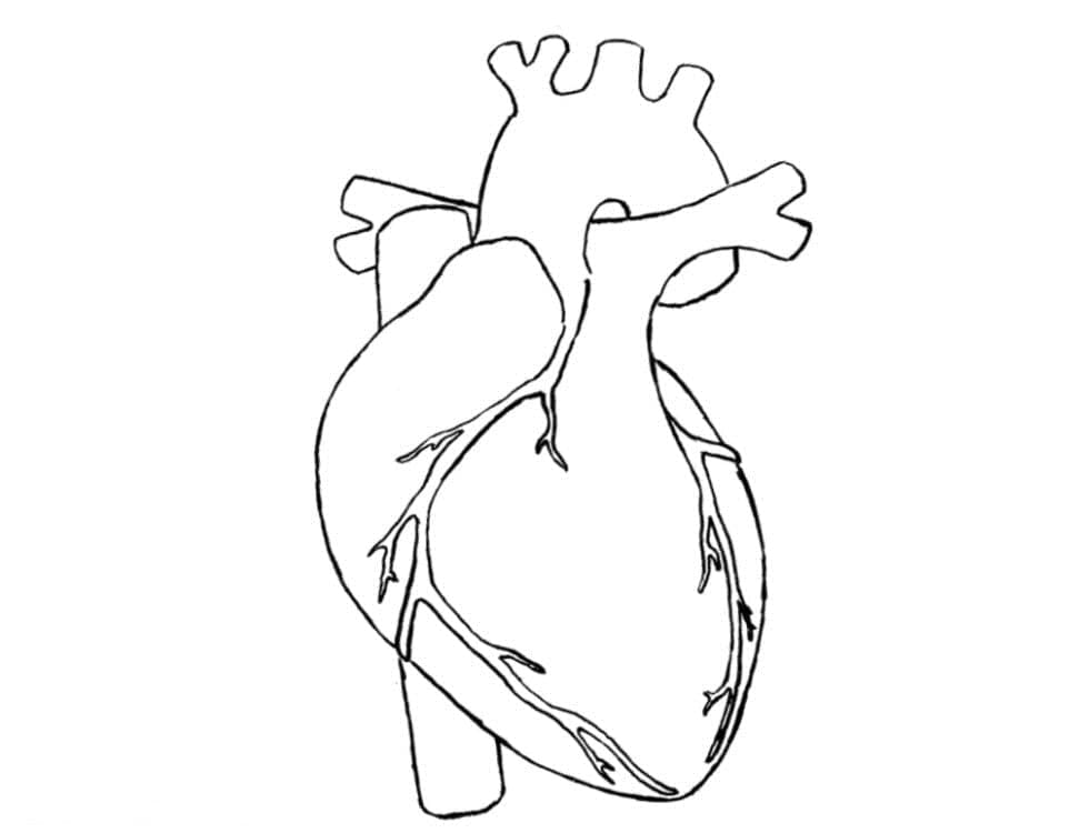 Printable Heart Anatomy coloring page