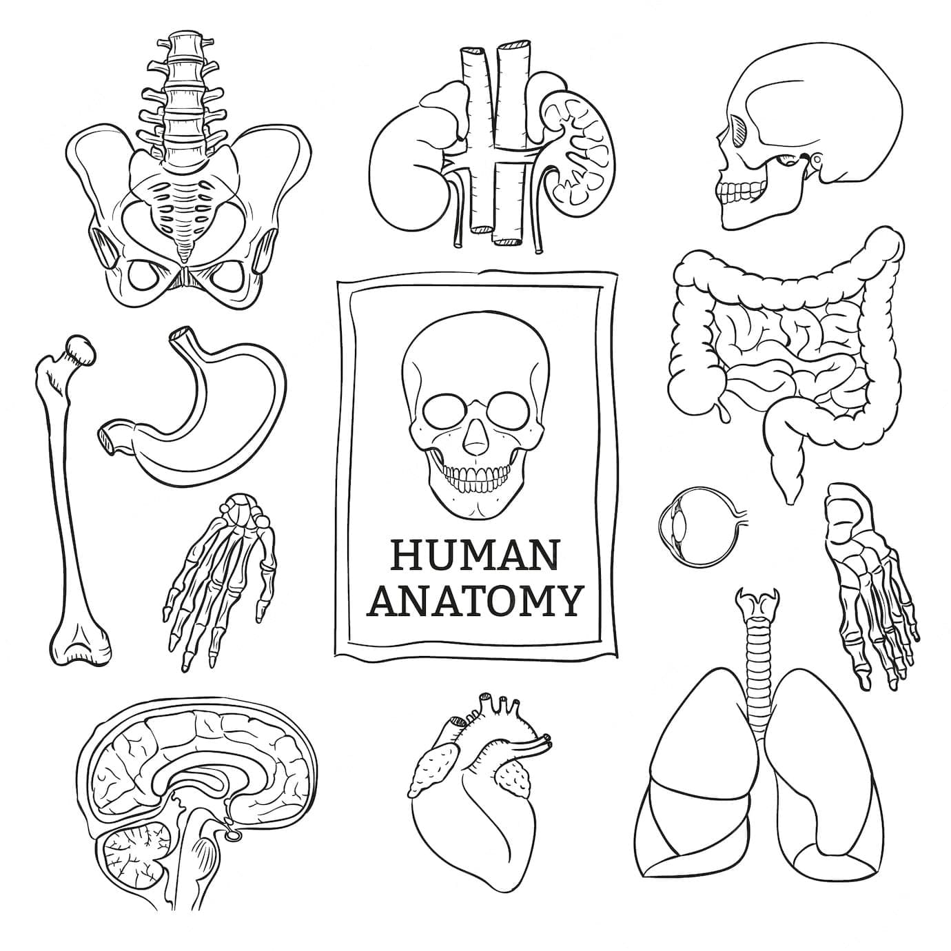 Printable Human Anatomy coloring page