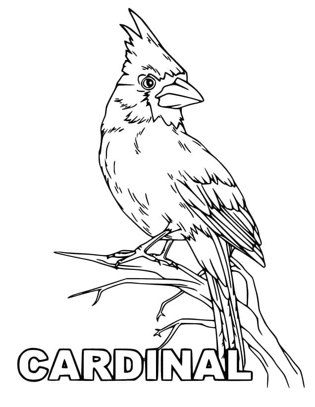 Realistic Cardinal coloring page