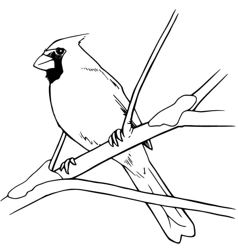 Red Cardinal Bird coloring page