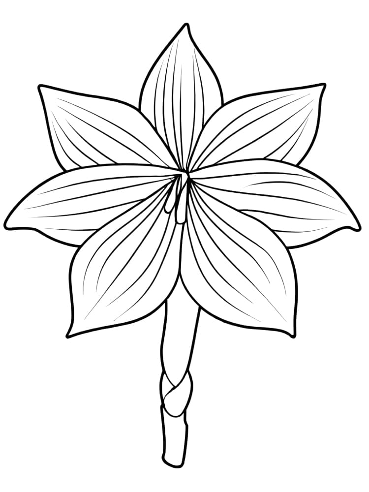 Simple Amaryllis coloring page