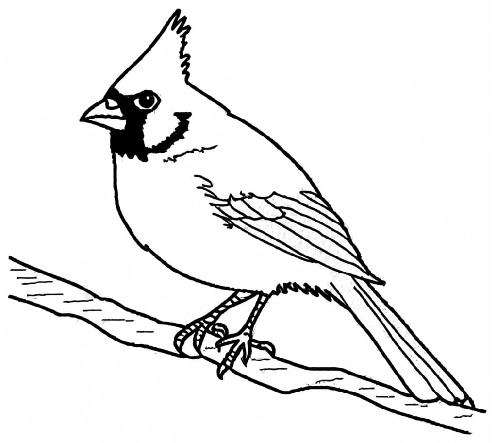 Small Cardinal coloring page