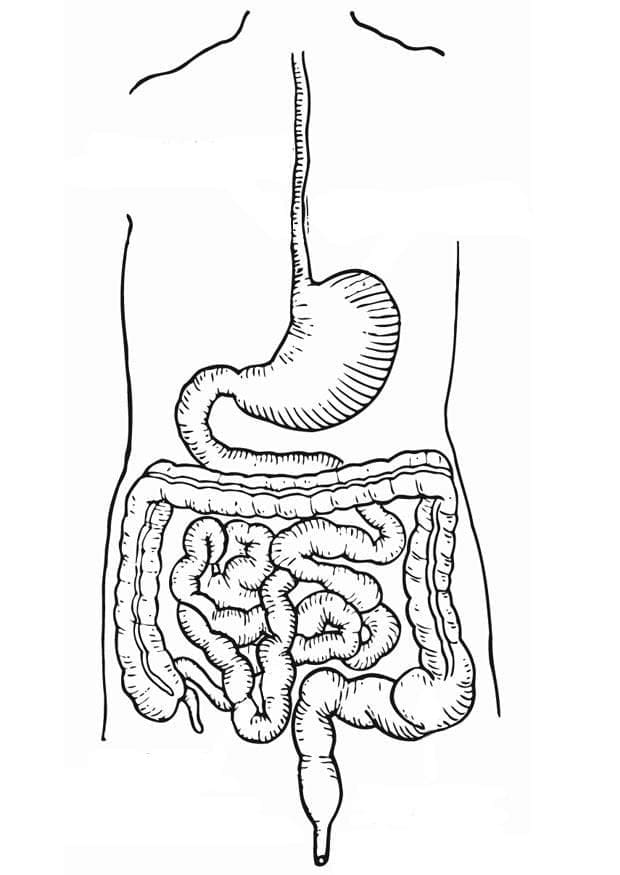 Stomach and Rectum Anatomy coloring page