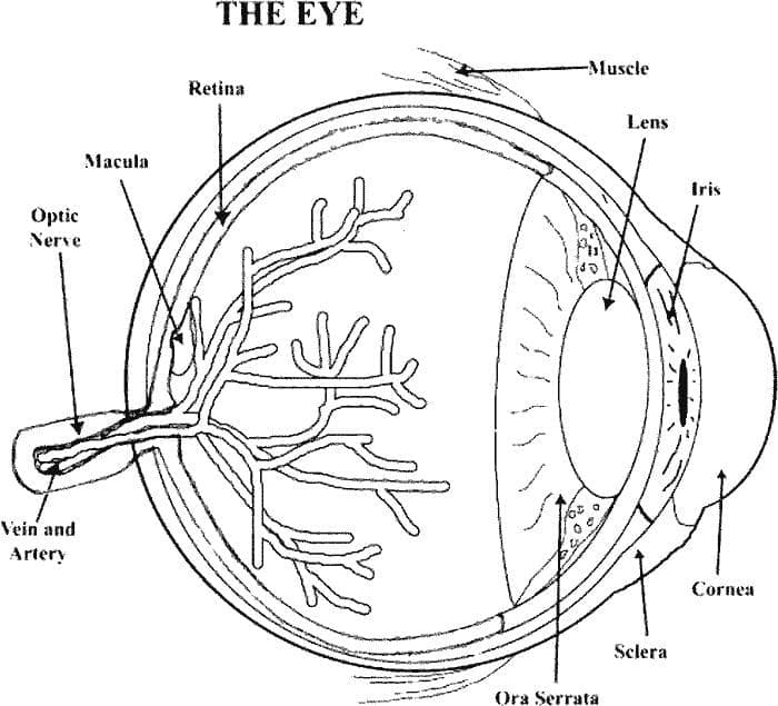 The Eye Anatomy coloring page