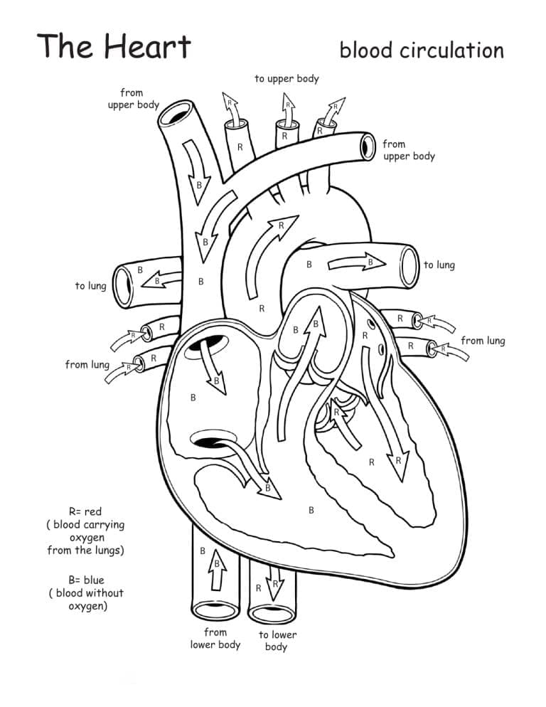 The Heart Anatomy coloring page