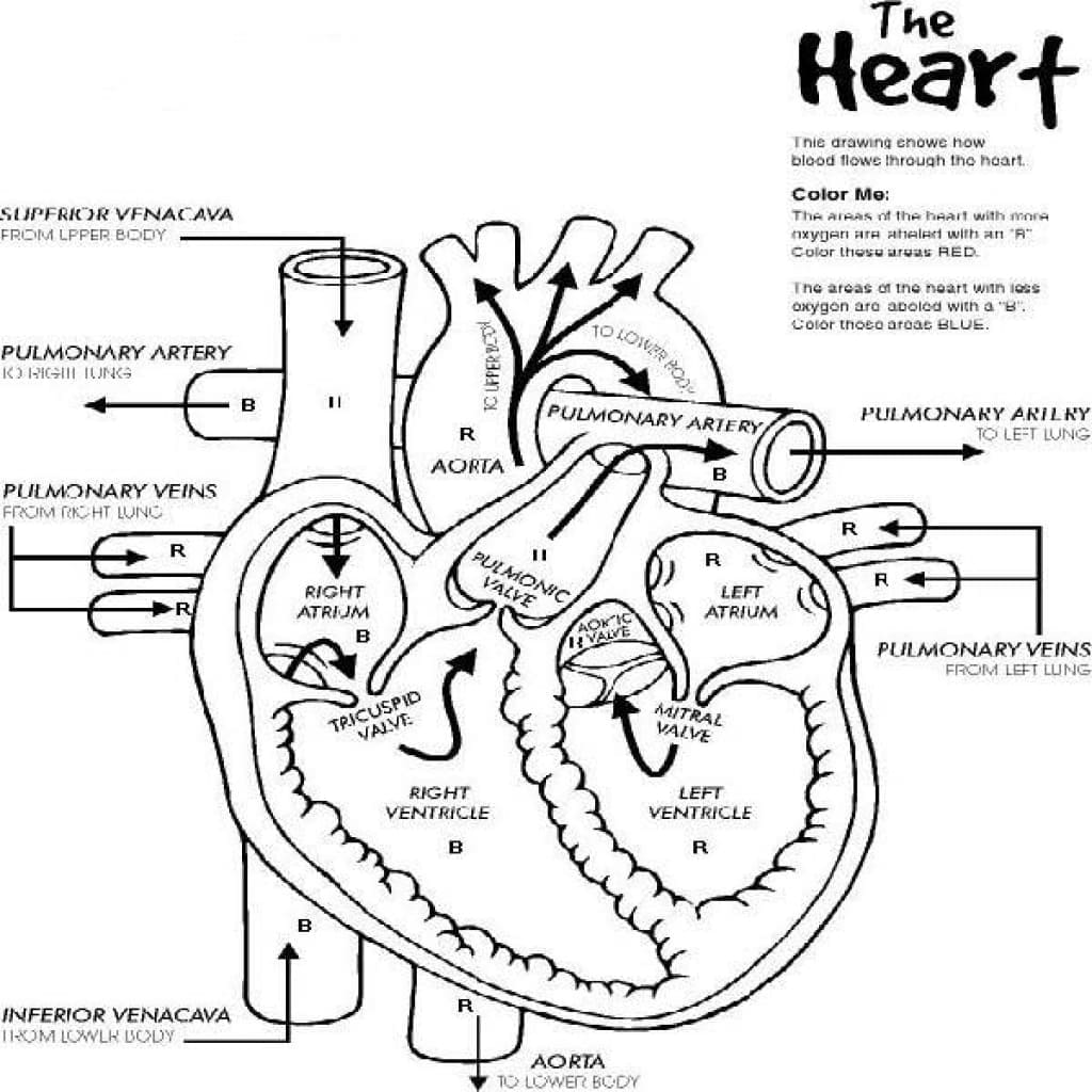 The Human Heart Anatomy coloring page