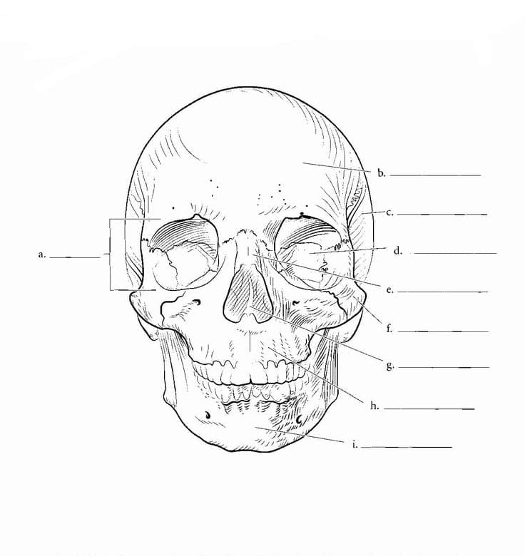 The Skull Anatomy coloring page