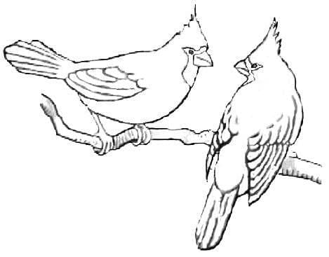 Two Cardinals coloring page