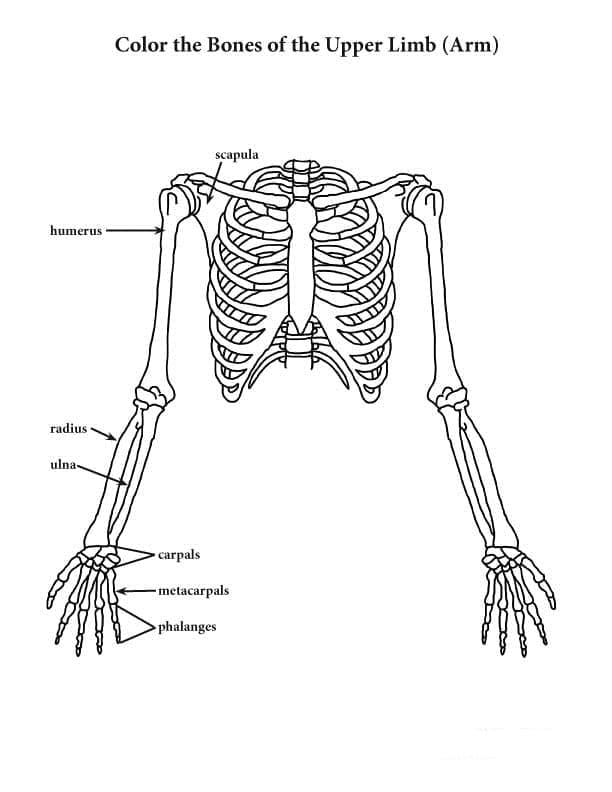 Upper Limbs Anatomy coloring page